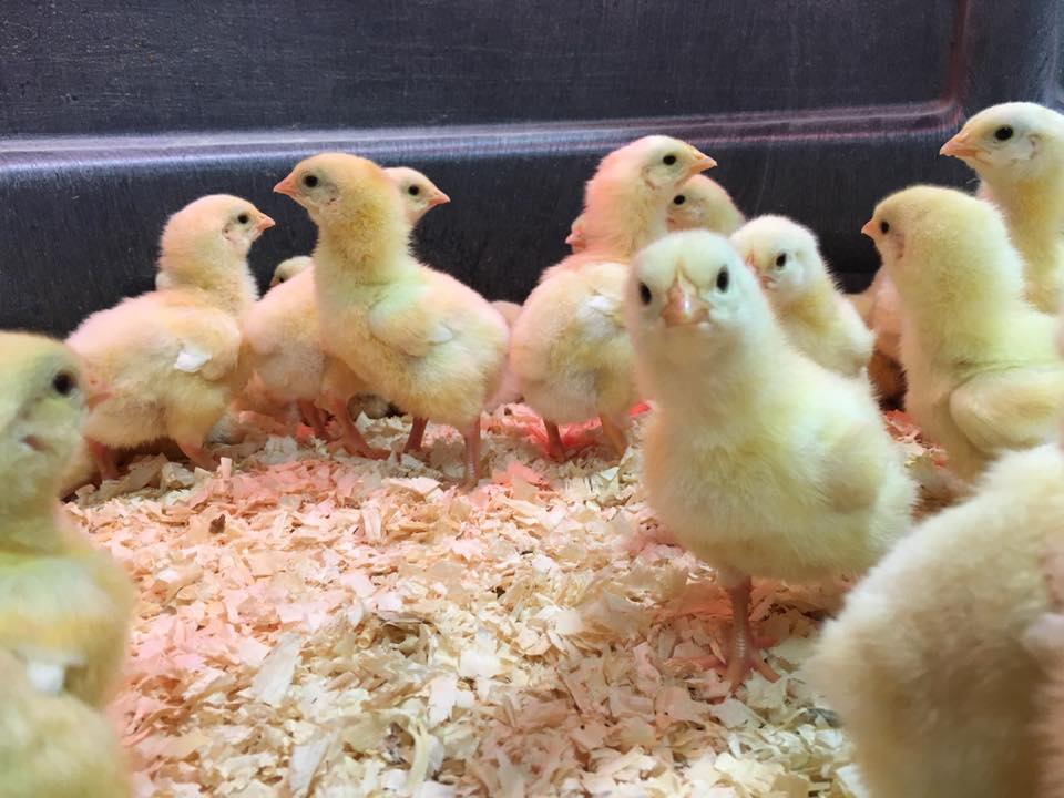 The Chicks Have Arrived!