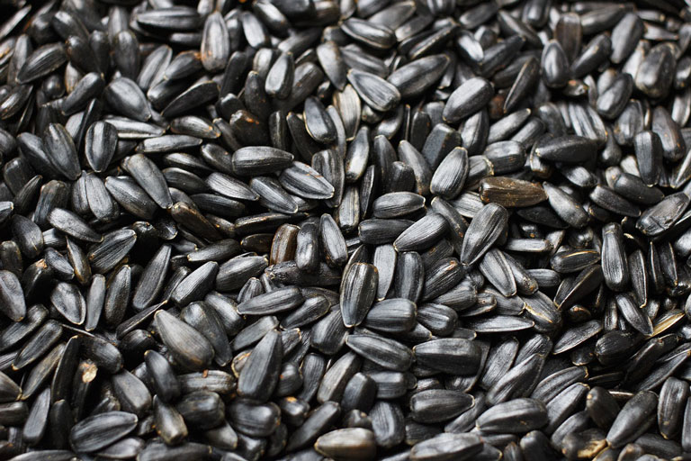 Special on Black Oil Sunflower Seed