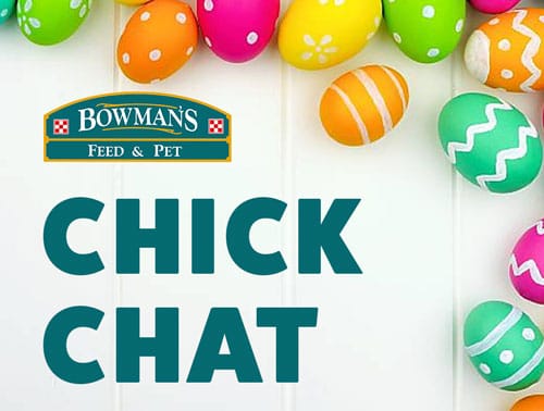 Chick Chat – “A Night in the Coop” on Zoom